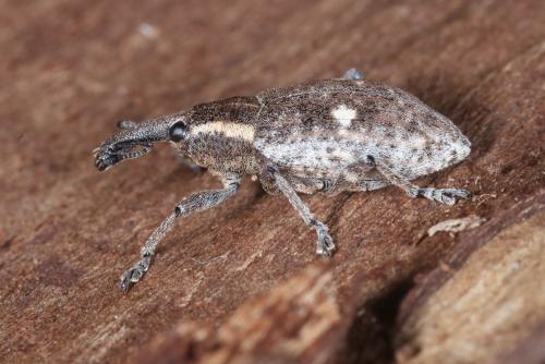 Lepyrus palustris